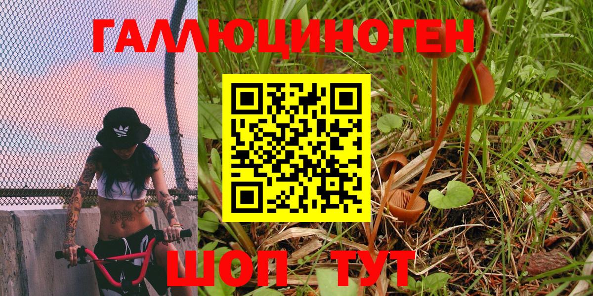 Галлюциногенные грибы Psilocybe Урюпинск